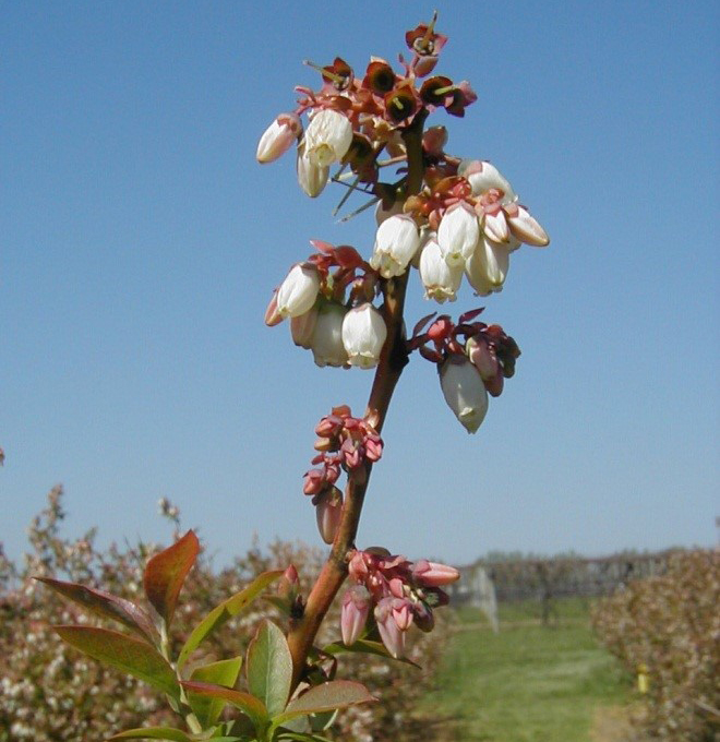 A blooming blueberry shoot 